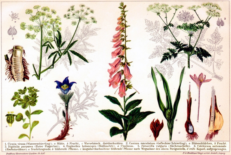 Британские ботаники призывают отказаться от латыни