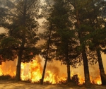 В Чили горит Национальный ботанический сад