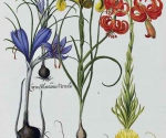 Растения Галантного века. Графика из ботанических альбомов XVIII века