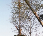 В парке Уфы «Кашкадан» высадят более 100 крупномеров