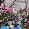 с 15 марта по 15 апреля в Токио, Япония, будет проходить Ханами - праздник цветения сакуры