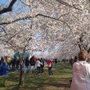 с 20 марта по 14 апреля в Вашингтоне, США, пройдет National Cherry Blossom Festival