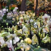 Зимний фестиваль орхидей в Ботаническом саду МГУ до 24 марта
