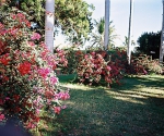 Ботанический сад в Асуане. Египет, 2003 г.