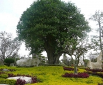 Сад тропических растений NONG NOOCH в Тайланде. 2007 г.