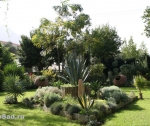 Сады Бабеля на Северном Кипре. Ноябрь.