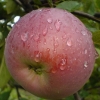 Яблоня домашняя (Розоцветные)